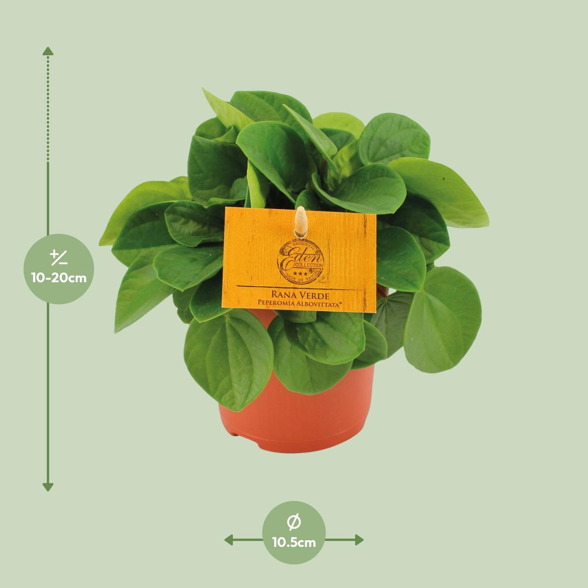 Detailfoto van Peperomia Rana Verde