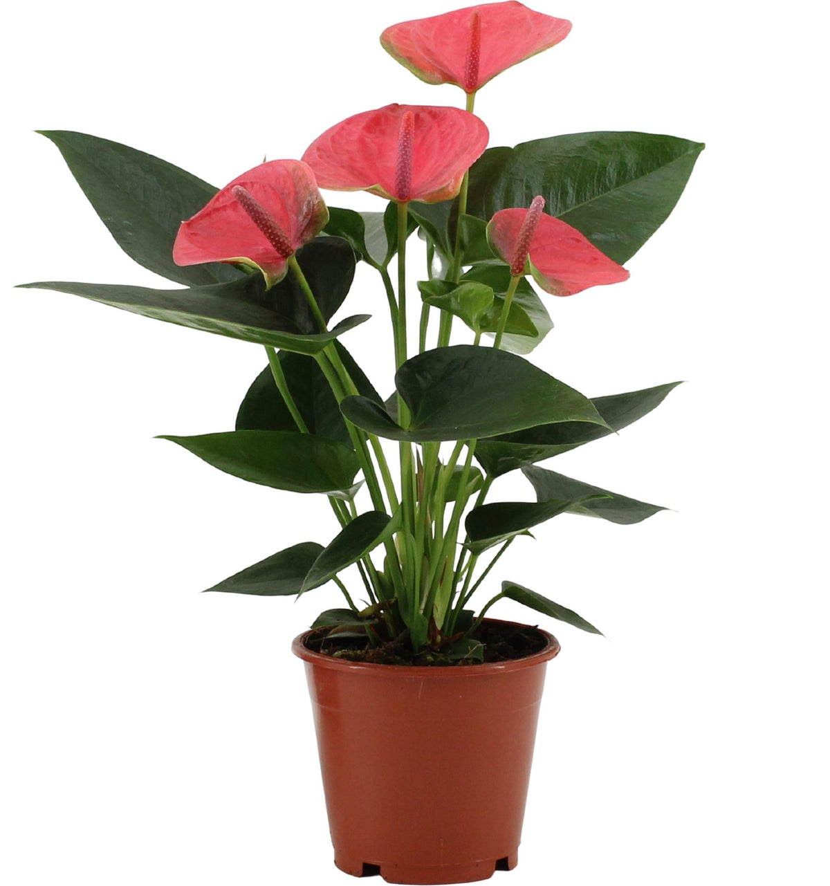 Anthurium Sweet Dream In Transparant Sleeve, detail van het blad