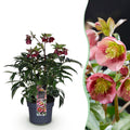 Lenten Rose, detail van het blad