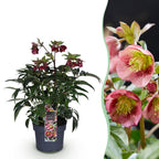 Lenten Rose, detail van het blad