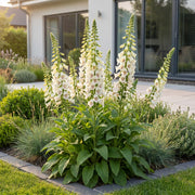 Digitalis purp. Dalmatian White - Vingerhoedskruid - Schaduw - Wit - 6 Planten