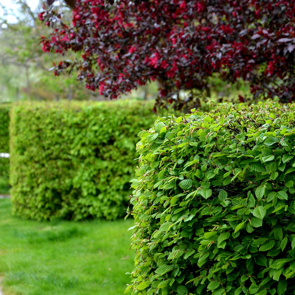 Carpinus betulus, kenmerkend blad