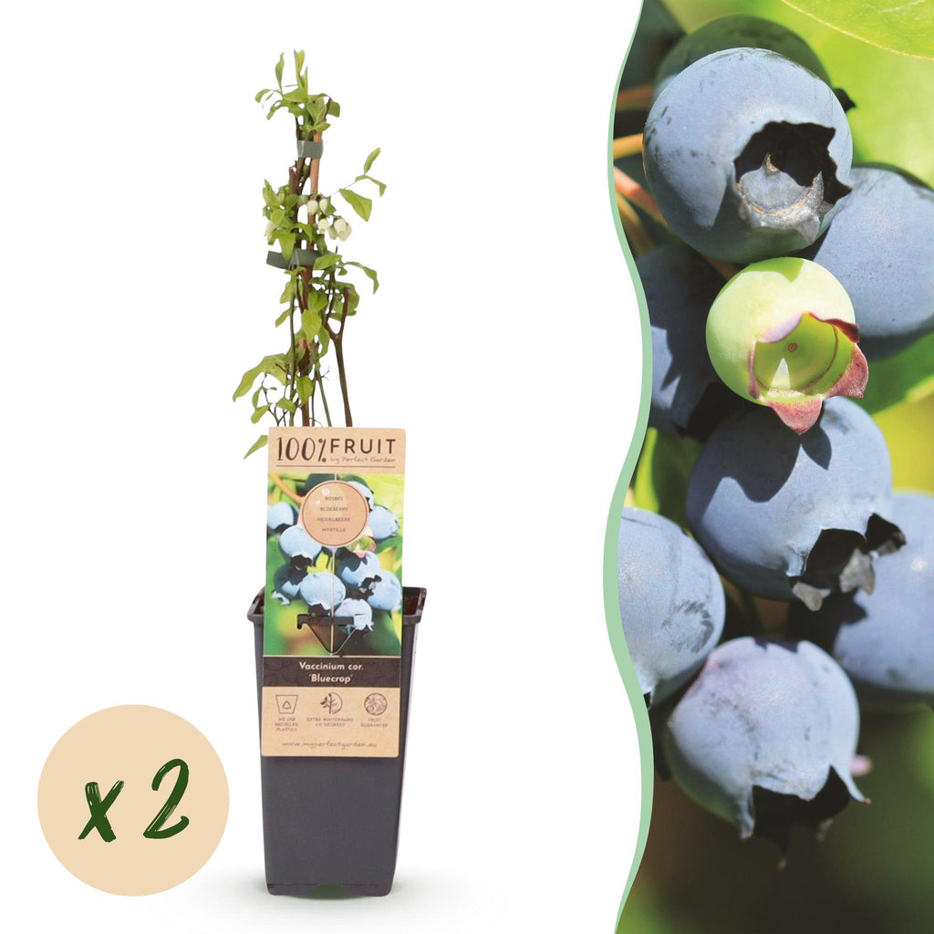 Bosbes Bluecrop, fruitgewas voor de tuin, detail van het blad