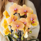 Orchidee 'Niagara Falls' Sunny Bunny met sierpot, kenmerkend blad