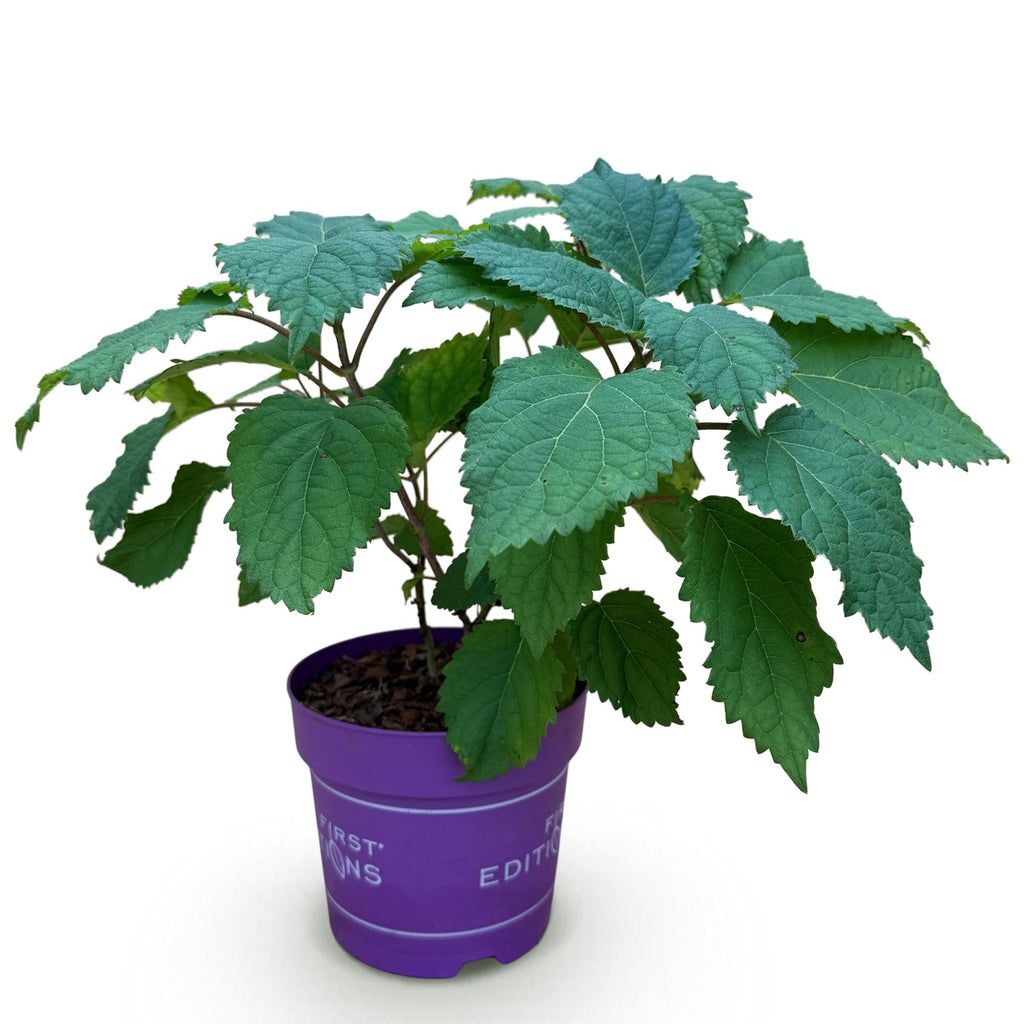 Hortensia FlowerWOW, compacte plant