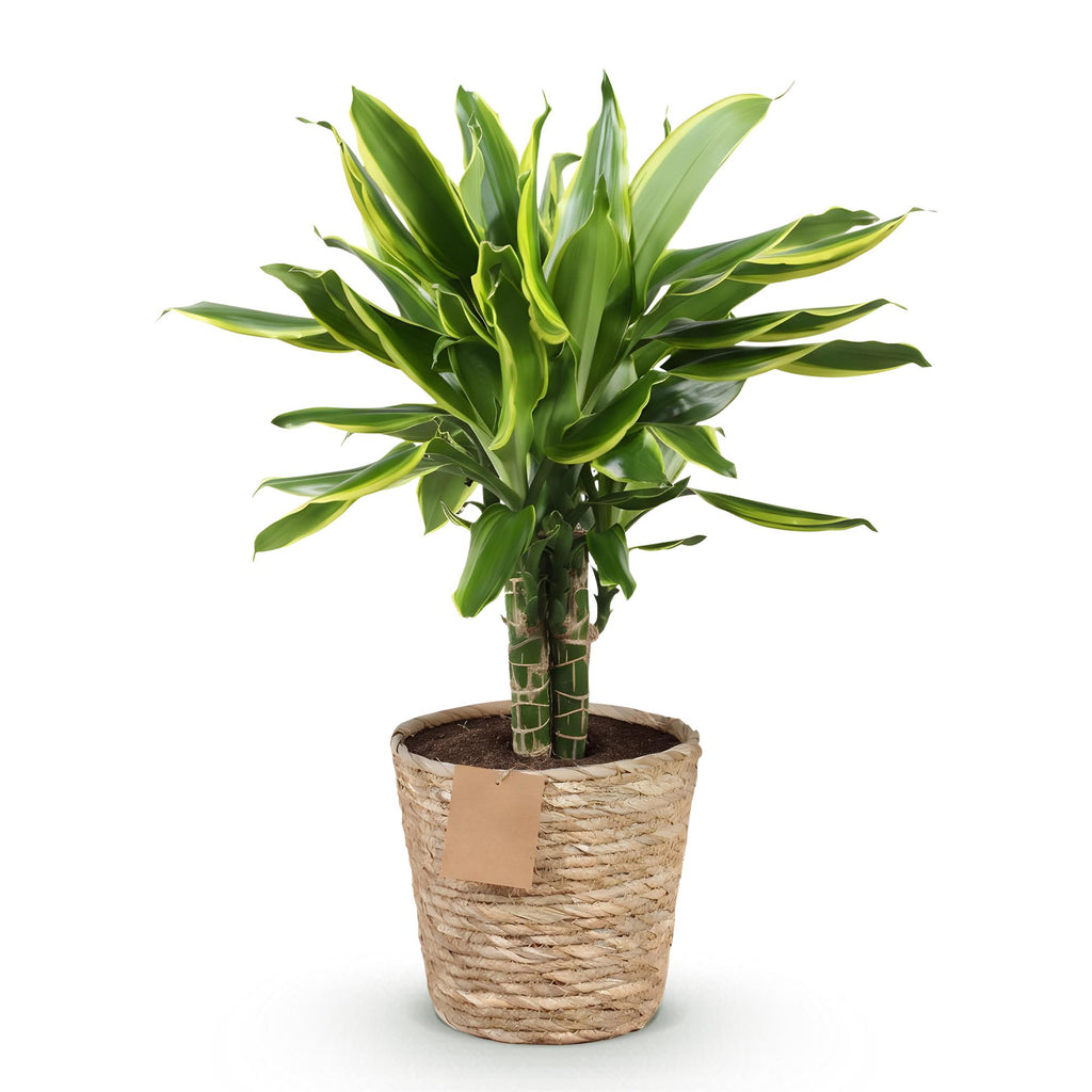 Dracaena fragrans Golden Coast met mand, 50-55 cm hoog, kenmerkend blad