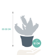 Opuntia quitensis
