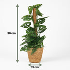 Monkey Mask, gezonde plant