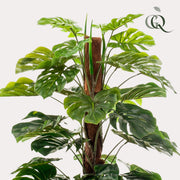 Monstera Deliciosa