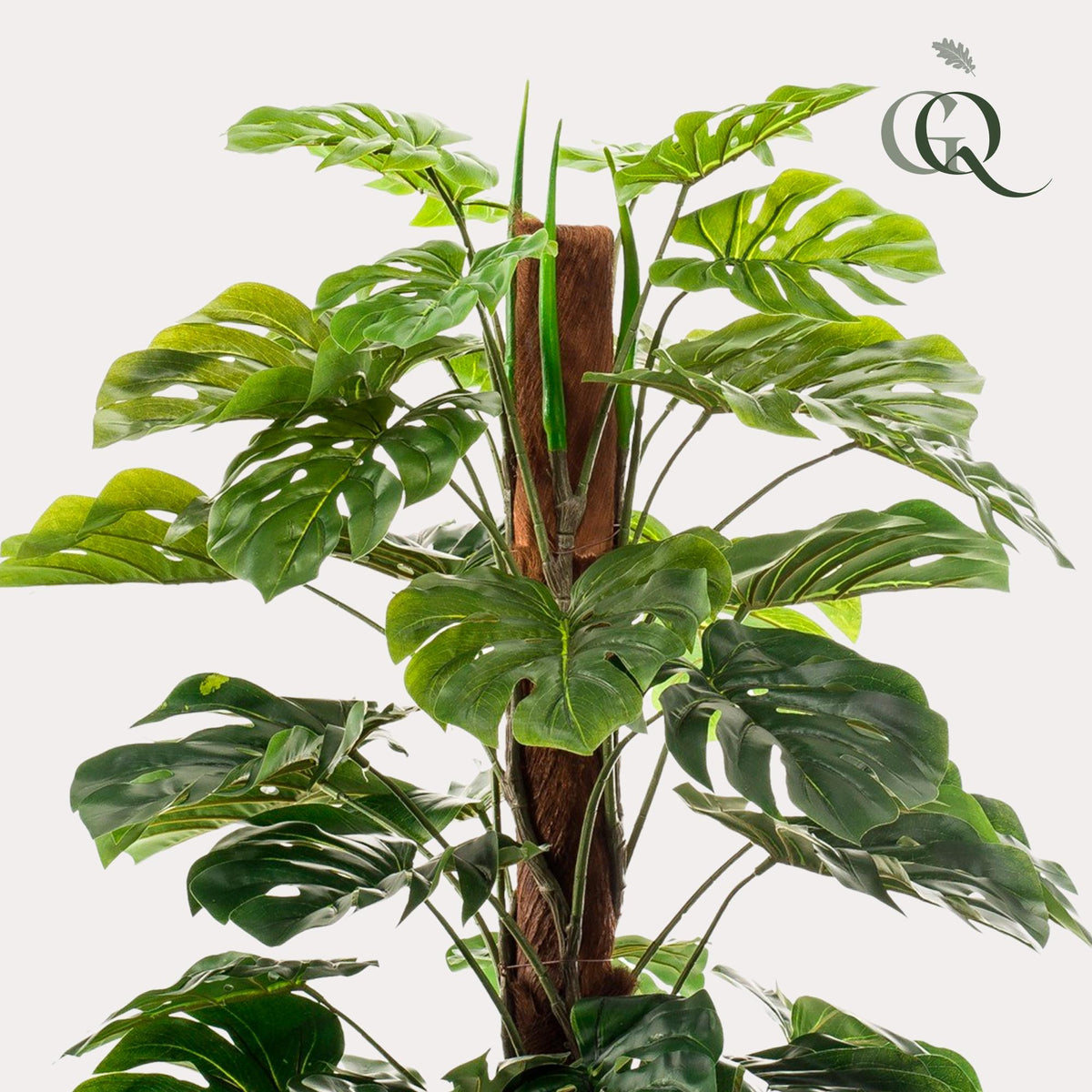 Monstera Deliciosa, kenmerkend blad