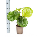 Calathea Orbifolia, kenmerkend blad