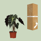 Alocasia Amazonica Polly, kenmerkend blad