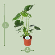 Monstera Deliciosa, 45 cm hoog