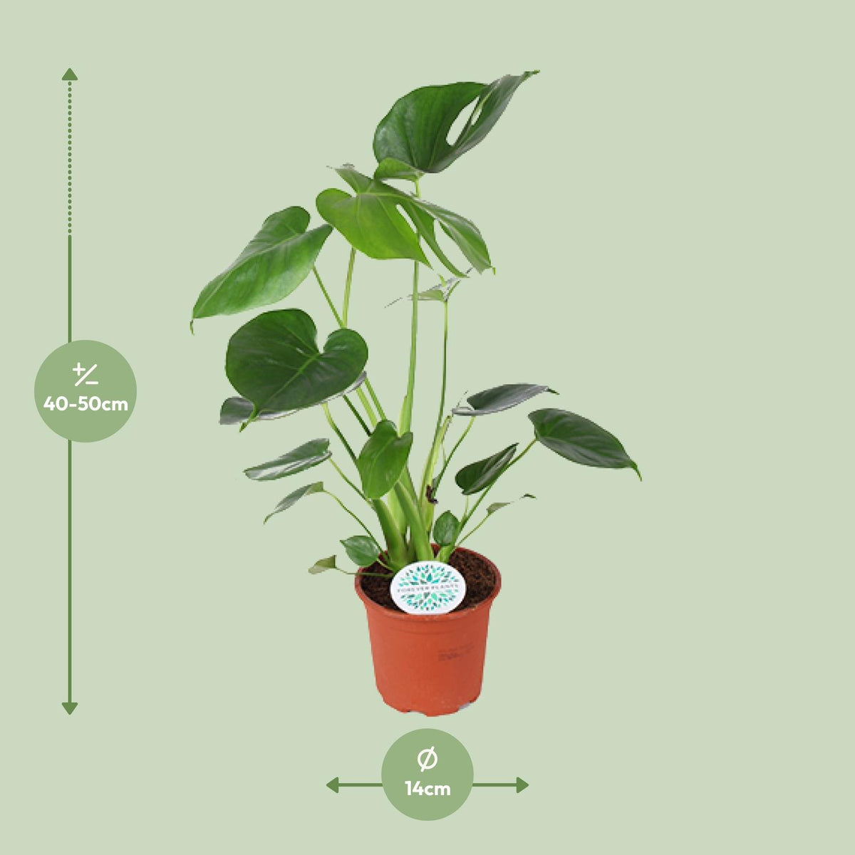 Productafbeelding van Pureplant