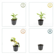 Echinacea p. &