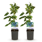 Bosbes, groeiwijze van de plant