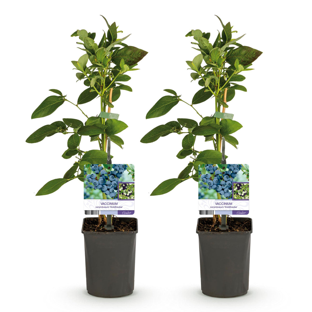 Bosbes, groeiwijze van de plant