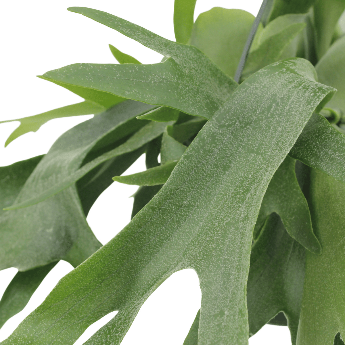 Detailfoto van Platycerium Hertshoorn Hang