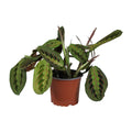 Maranta Leuconeura Fascinator, plant in pot