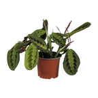 Maranta Leuconeura Fascinator, plant in pot