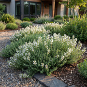 Thymus praecox Albiflorus - Witte kruiptijm - Geurend - Wit
