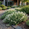 Thymus praecox Albiflorus - Witte kruiptijm - Geurend - Wit