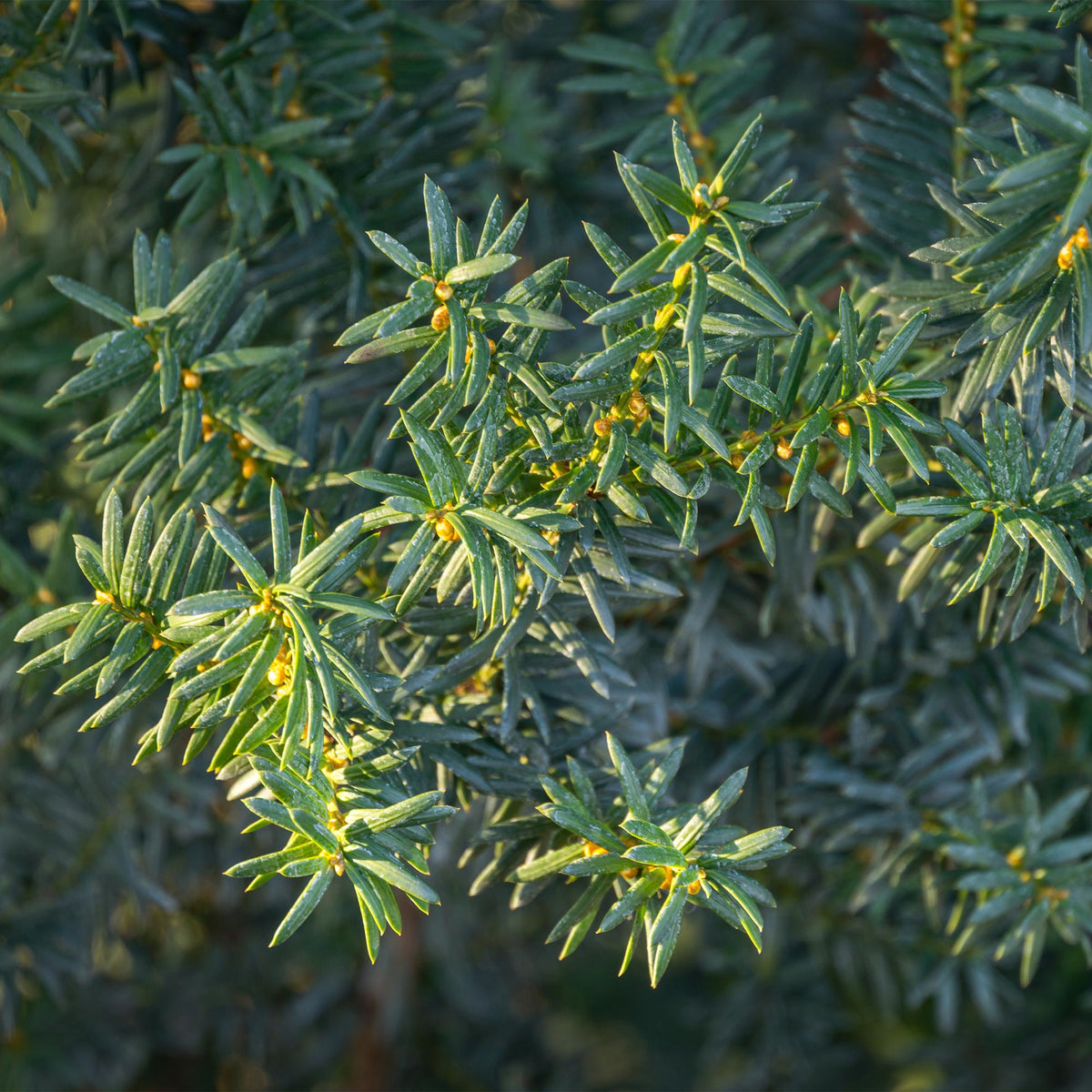 Taxus media Hilii, groeiwijze van de plant