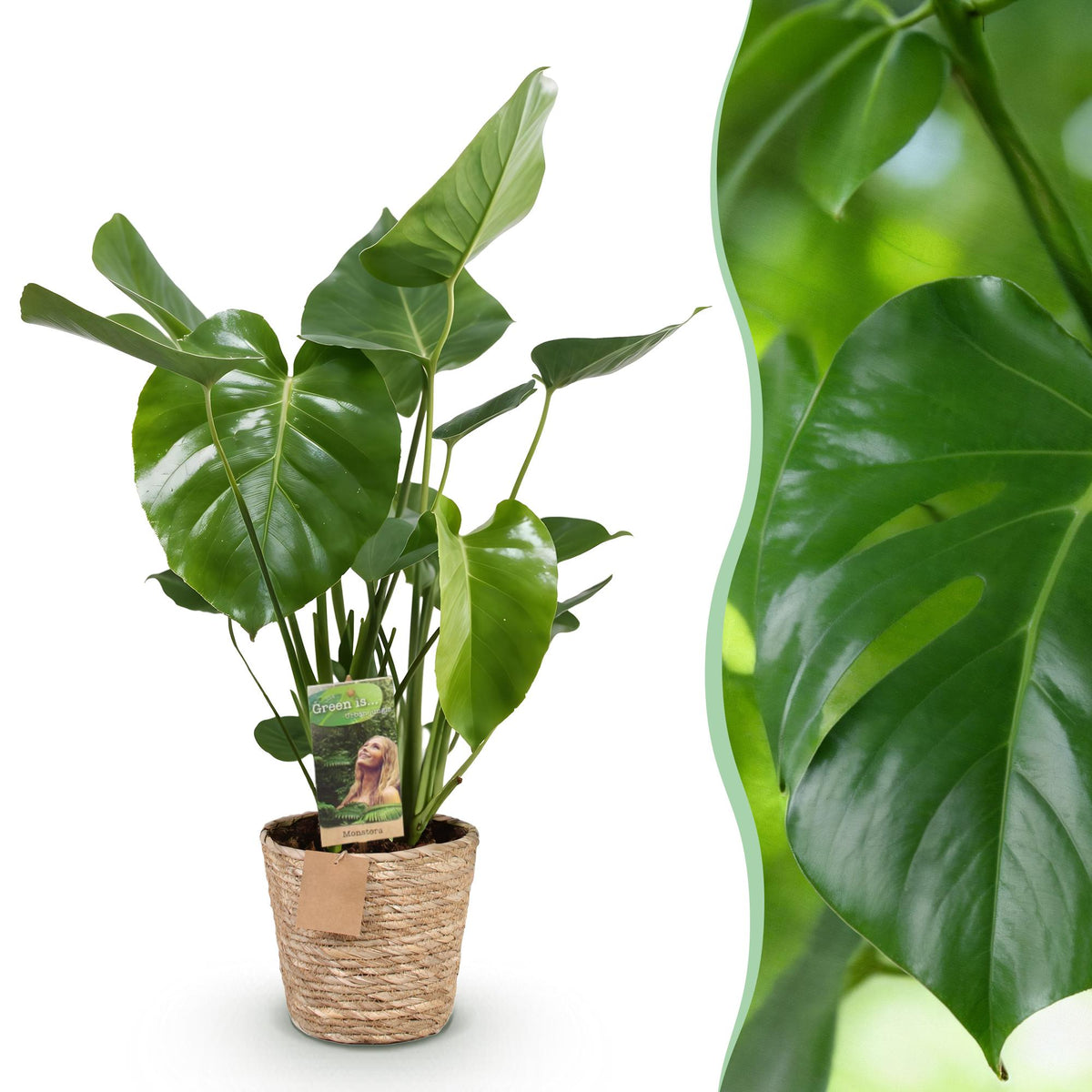 Monstera Deliciosa met mand, 50-55 cm hoog, detail van het blad