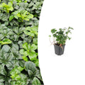 Pachysandra term. 'Green Sheen', plant in pot