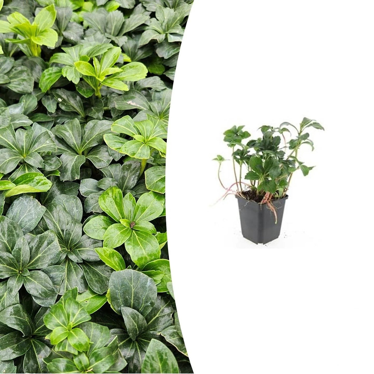 Pachysandra term. 'Green Sheen', plant in pot