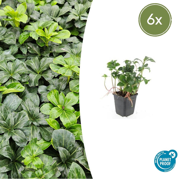 Pachysandra term. &