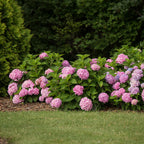 Hortensia Endless Summer The Original Pink, groeiwijze van de plant