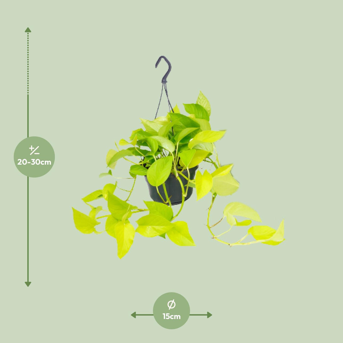 Detailfoto van Epipremnum 'Golden Pothos', geelgroen gemarmerd blad, 25 cm