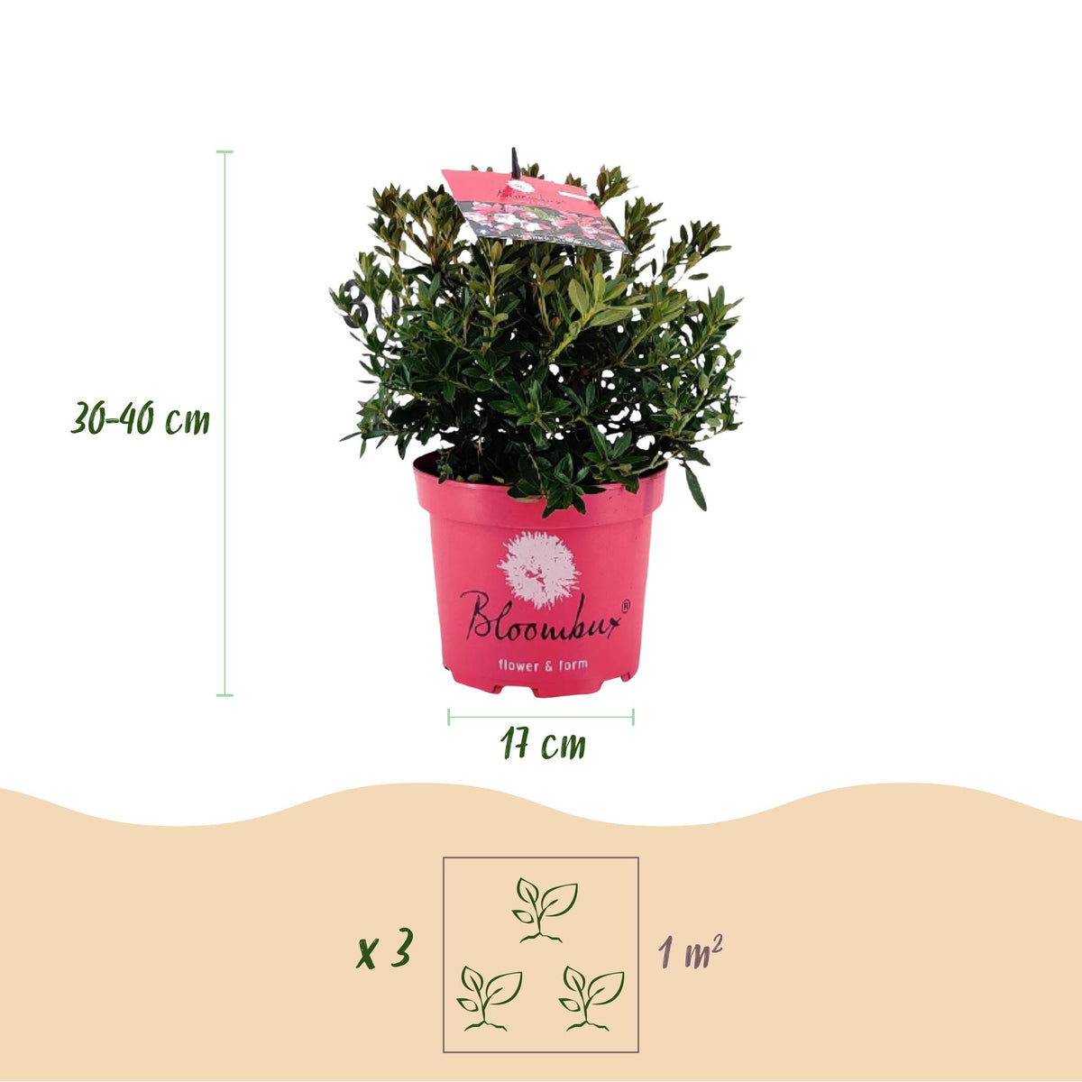 Rhododendron Bloombux Magenta, 40 cm hoog, kenmerkend blad