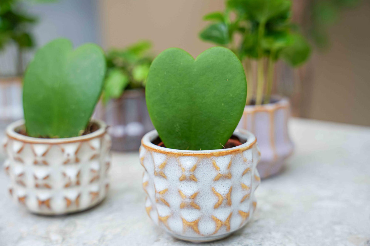 Plantenset San Juan, 6 mini-kamerplanten met potjes, kenmerkend blad