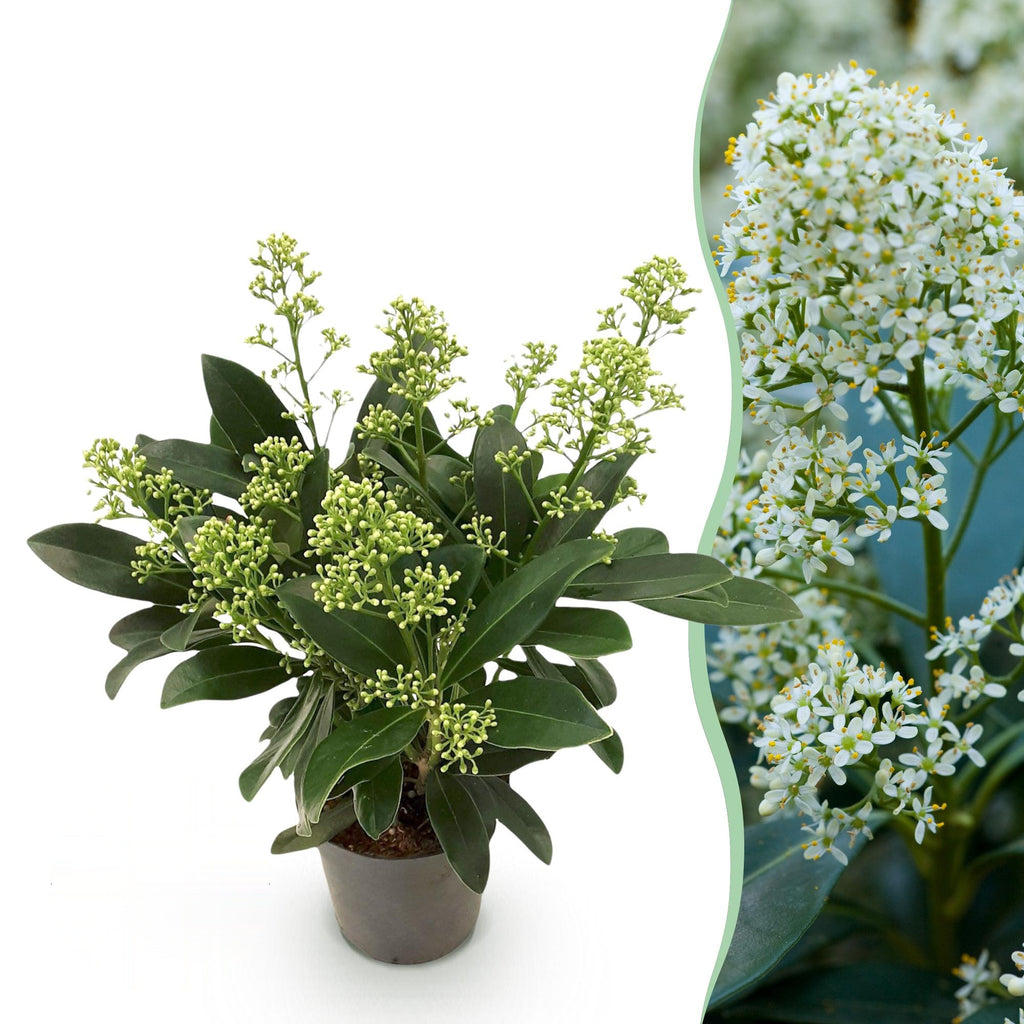 Skimmia japonica Finchy, detail van het blad