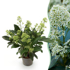 Skimmia japonica Finchy, detail van het blad