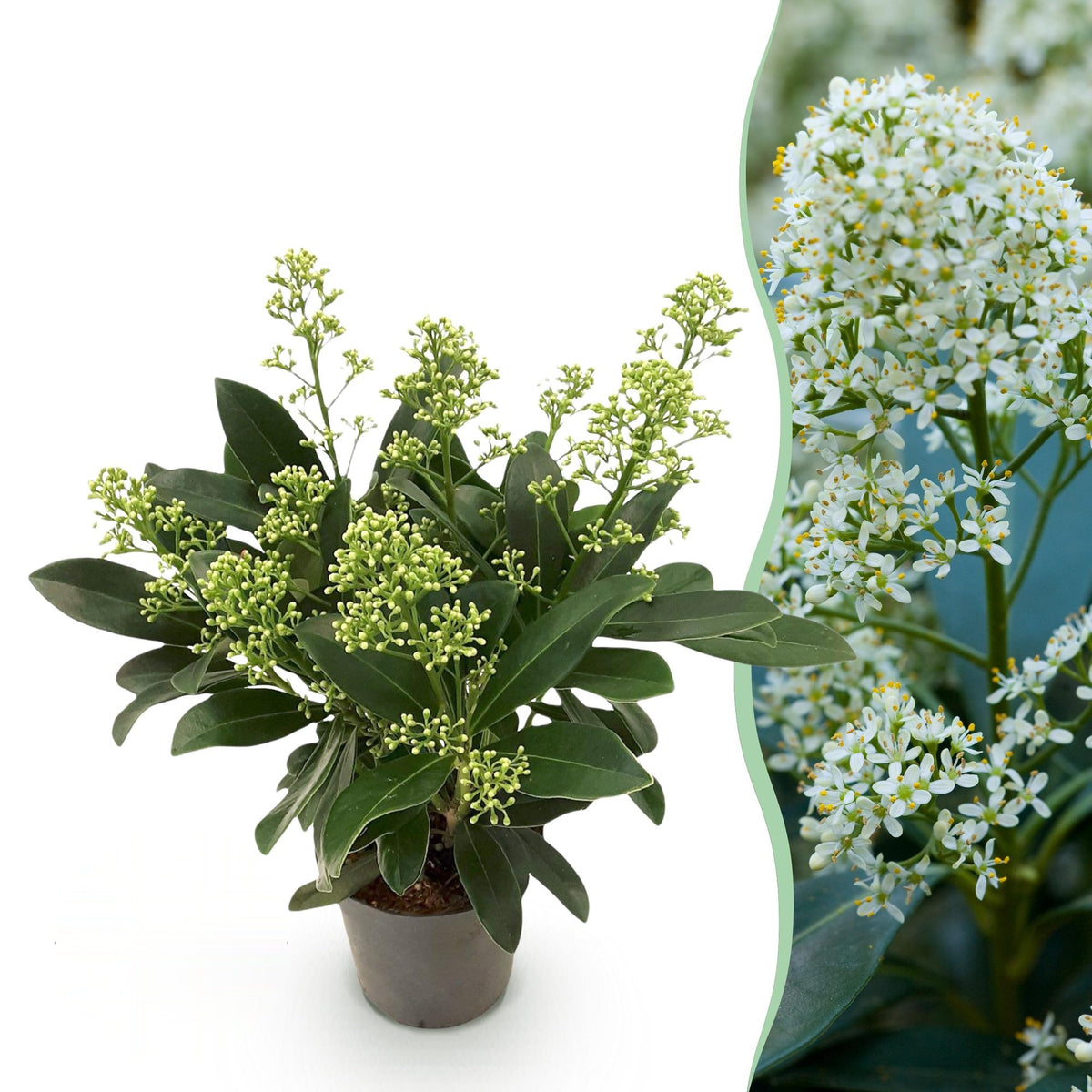 Skimmia japonica Finchy, detail van het blad