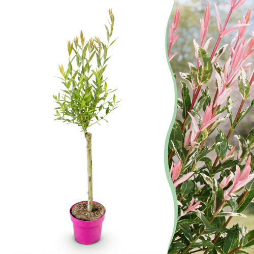 Bonte wilg Salix 'Flamingo', roze blad, 70-80 cm hoog, plant in pot