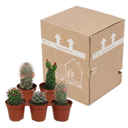 Cactus mix