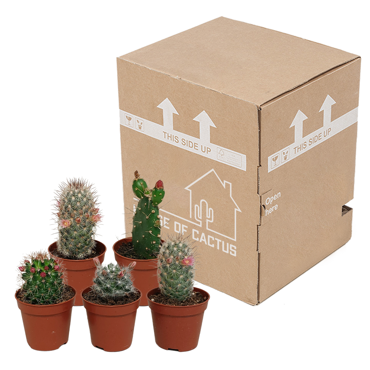 Cactus mix, kenmerkend blad