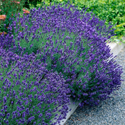Lavandula angustifolia Hidcote, 15-25 cm hoog