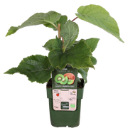 Actinidia delciosioa &