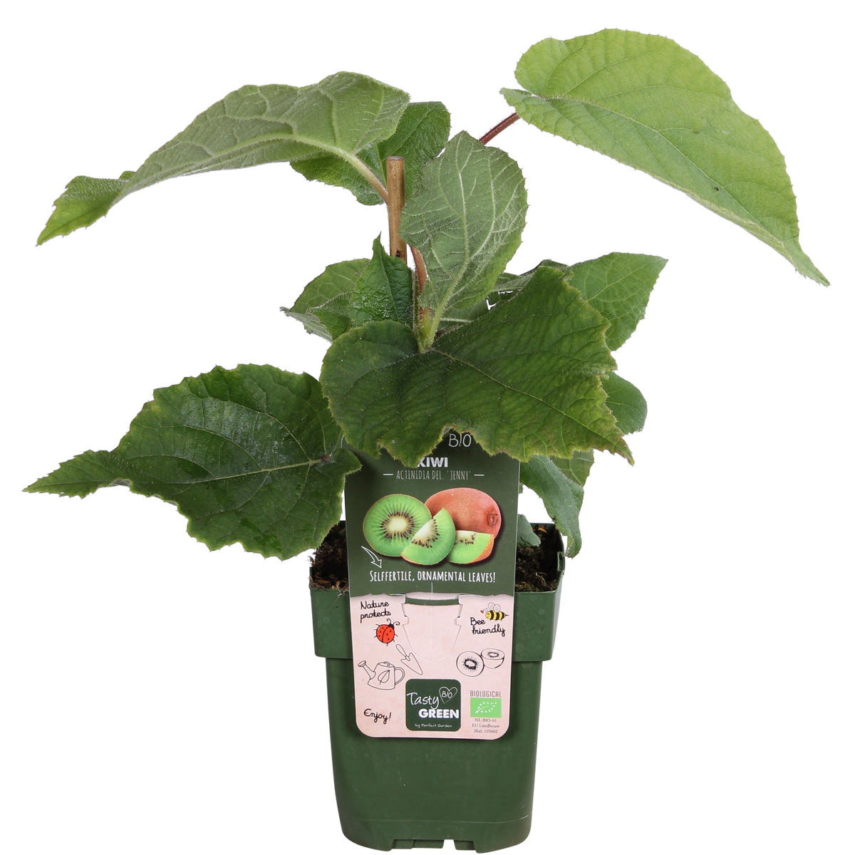 Detailfoto van Actinidia delciosioa 'Jenny' - Kiwi