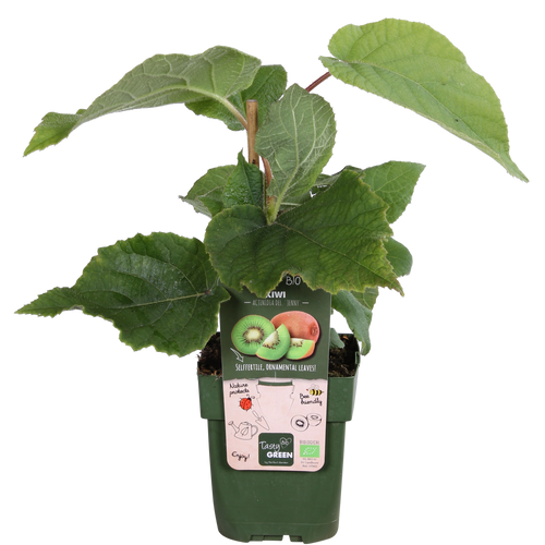 Detailfoto van Actinidia delciosioa 'Jenny' - Kiwi