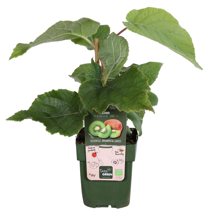 Actinidia delciosioa &