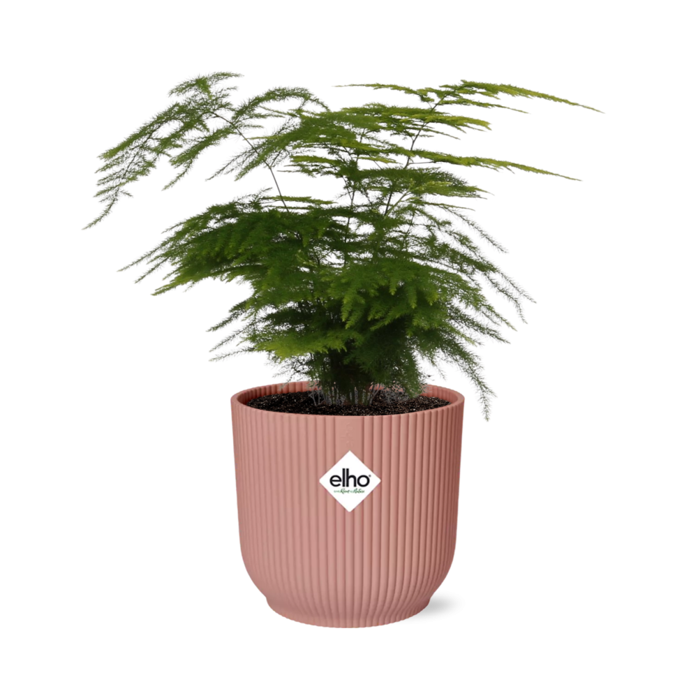 Productfoto van Asparagus Setaceus ‘Plumosus’ in ELHO Vibes Fold 14cm roze