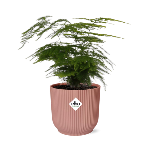 Productfoto van Asparagus Setaceus ‘Plumosus’ in ELHO Vibes Fold 14cm roze