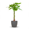 Pachira Aquatica met grijze pot
