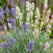 Lavandula Tricolour - Lavendel - Geurend - Blauw - Roze - Wit - 6 Planten